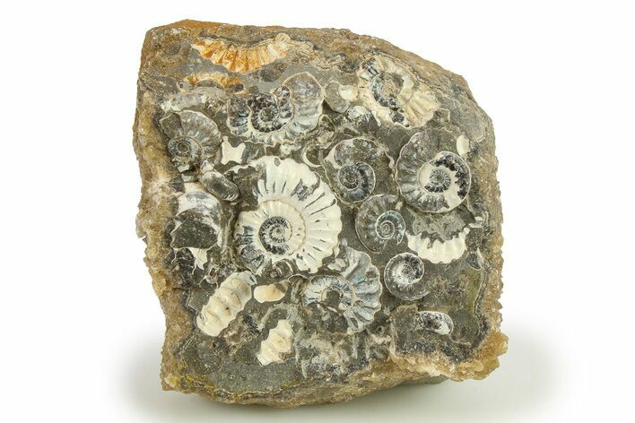 Ammonite (Promicroceras) Cluster - Marston Magna, England #282006